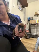 Zeus, a male Boxer for sale in Clayton, DE – Photo 1 of 3