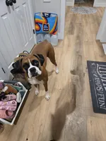 Apollo, a male Boxer for sale in Clayton, DE – Photo 6 of 8