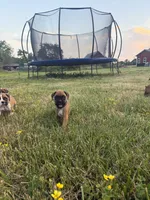 Ellie, a female Boxer for sale in Clayton, DE – 5 of 10