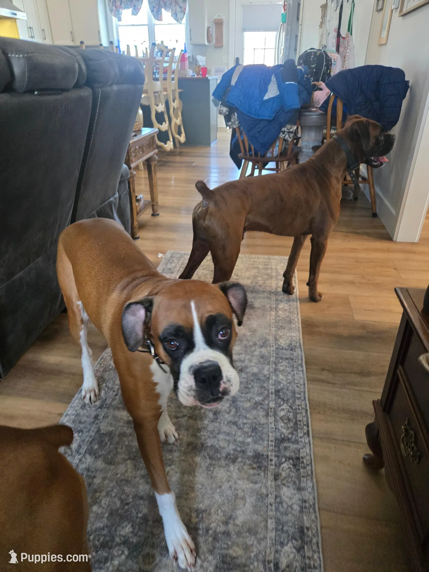 Merida, a female Boxer for sale in Clayton, DE – Photo 8 of 8