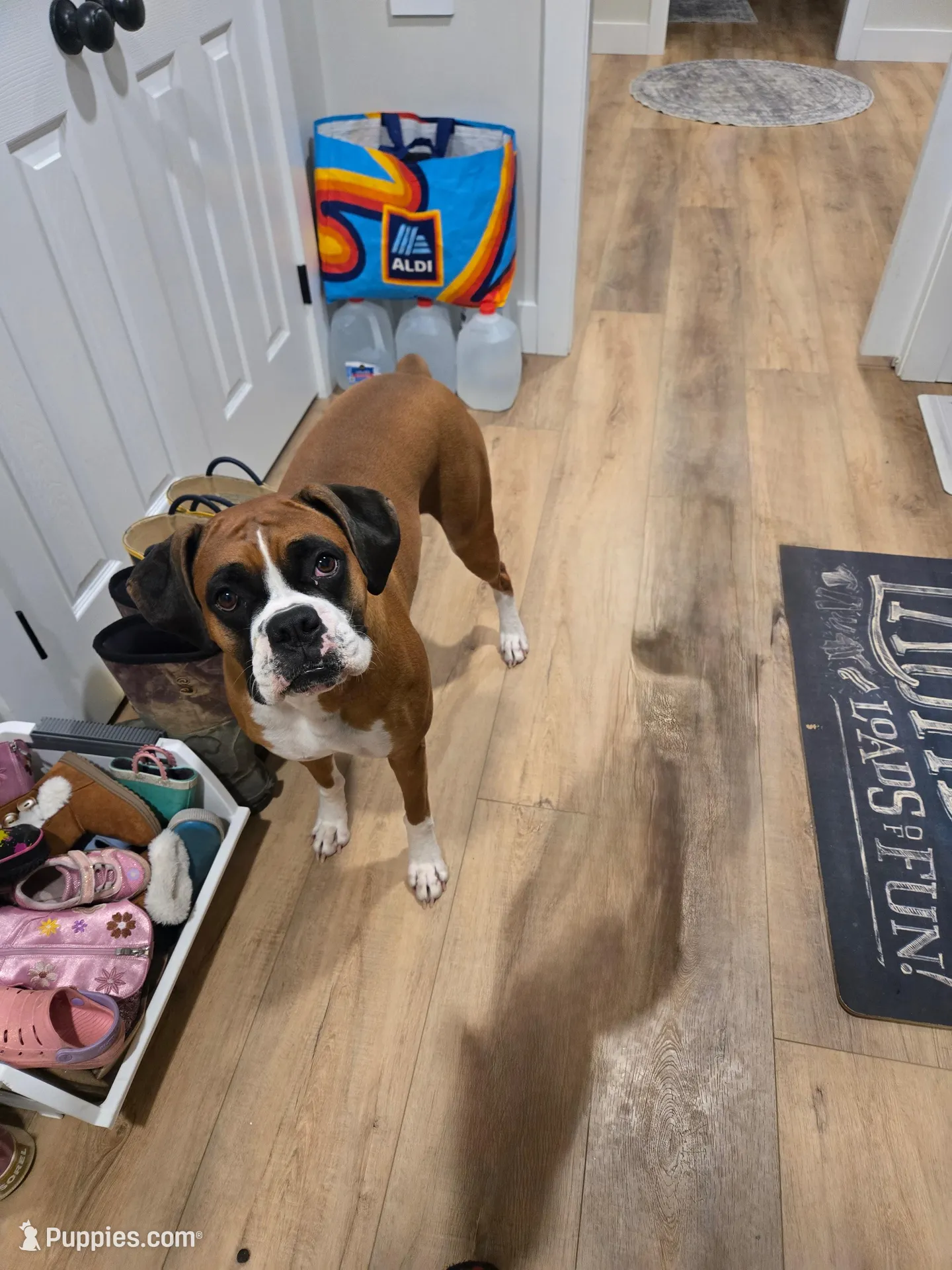 Merida, a female Boxer for sale in Clayton, DE – Photo 6 of 8