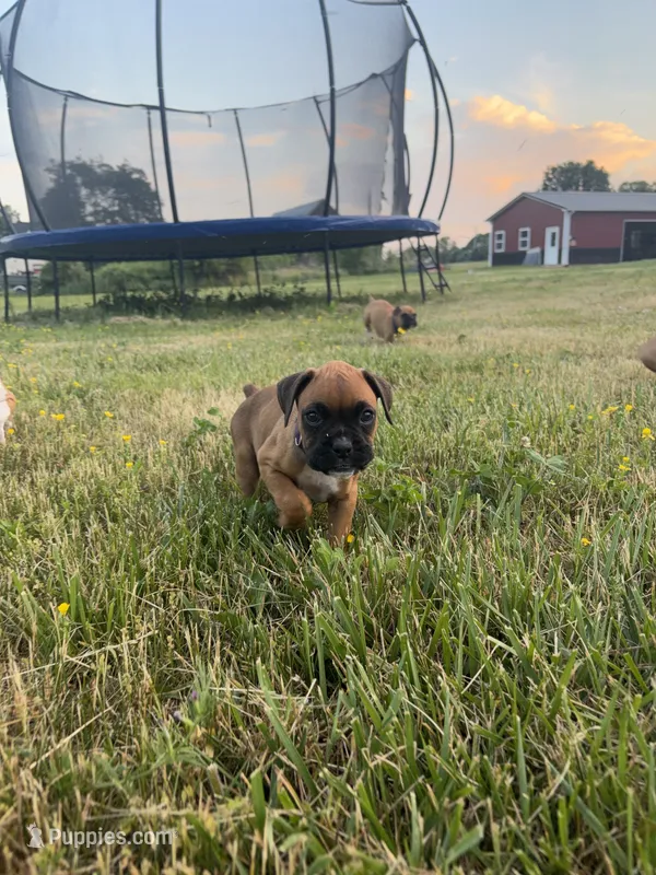 Ellie, a female Boxer for sale in Clayton, DE – 1 of 10
