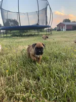 Ellie, a female Boxer for sale in Clayton, DE – 1 of 10