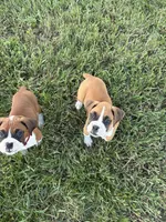 Aurora, a female Boxer for sale in Clayton, DE – 6 of 10