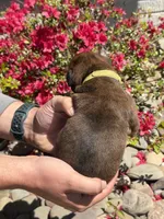 Merida, a female Boxer for sale in Clayton, DE – Photo 5 of 8