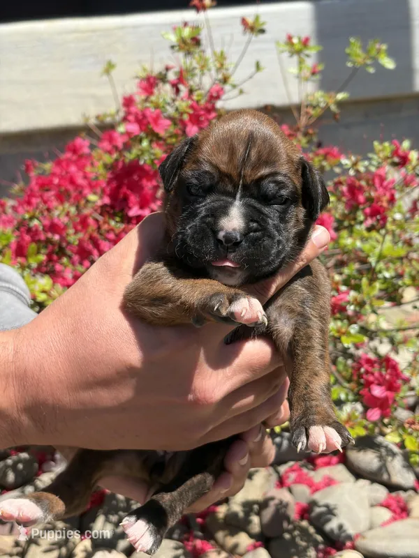 Merida – Boxer puppy for sale in Clayton, DE