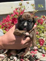 Merida, a female Boxer for sale in Clayton, DE – Photo 1 of 8