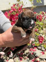 Merida, a female Boxer for sale in Clayton, DE – Photo 3 of 8