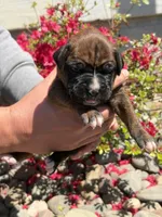 Merida, a female Boxer for sale in Clayton, DE – Photo 2 of 8
