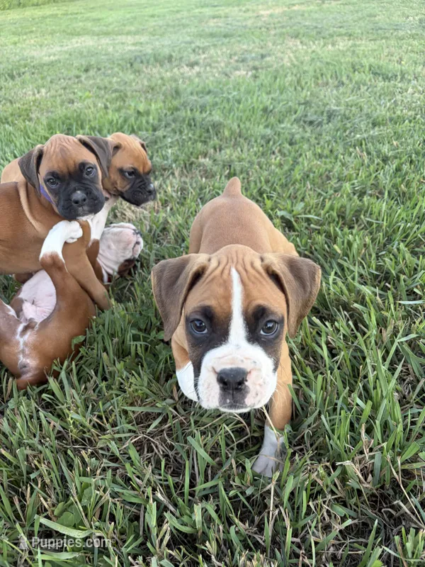 Aurora – Boxer puppy for sale in Clayton, DE