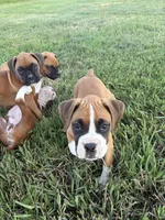 Aurora, a female Boxer for sale in Clayton, DE – 1 of 10