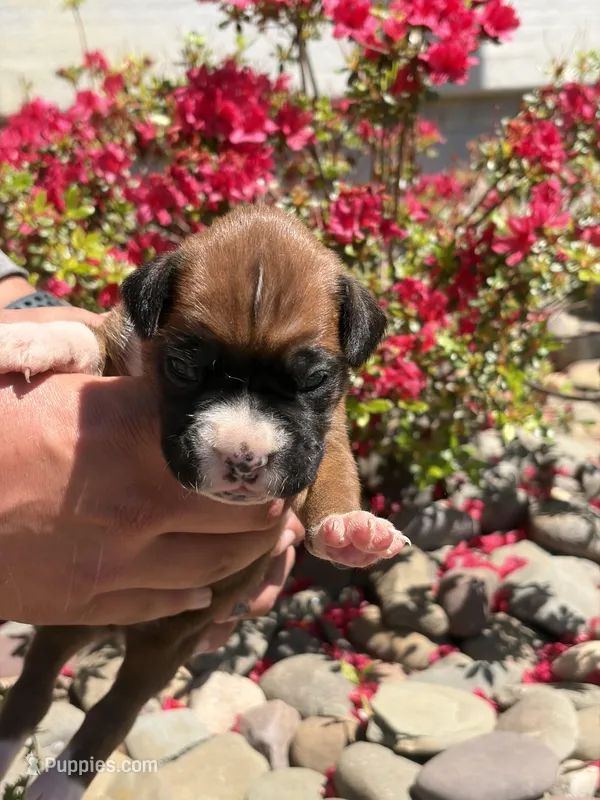 Tiana – Boxer puppy for sale in Clayton, DE