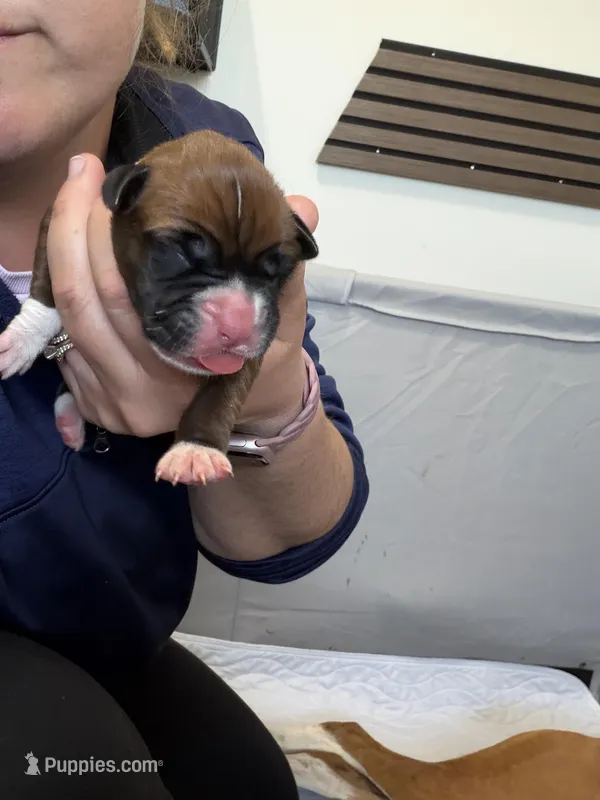Tiana – Boxer puppy for sale in Clayton, DE