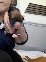 Tiana, a female Boxer for sale in Clayton, DE – Photo 1 of 2