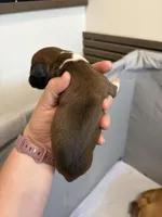 Tiana, a female Boxer for sale in Clayton, DE – Photo 2 of 2