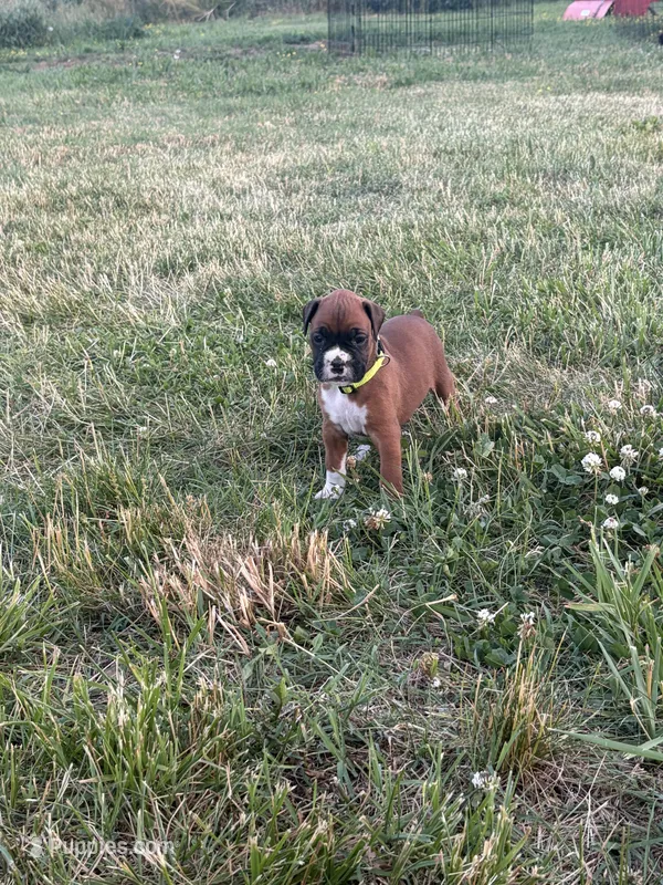 Tiana – Boxer puppy for sale in Clayton, DE