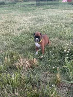 Tiana, a female Boxer for sale in Clayton, DE – 3 of 9