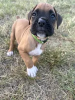 Jasmine, a female Boxer for sale in Clayton, DE – 2 of 10