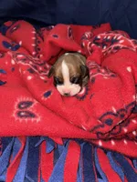 Aurora, a female Boxer for sale in Clayton, DE – Photo 1 of 5