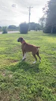 Aurora, a female Boxer for sale in Clayton, DE – 7 of 10
