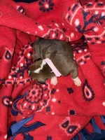 Aurora, a female Boxer for sale in Clayton, DE – Photo 3 of 5