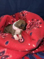 Aurora, a female Boxer for sale in Clayton, DE – Photo 2 of 5