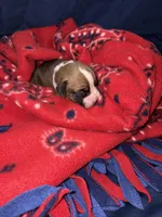 Aurora, a female Boxer for sale in Clayton, DE – Photo 4 of 5