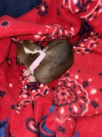 Aurora, a female Boxer for sale in Clayton, DE – Photo 5 of 5