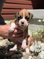Aurora, a female Boxer for sale in Clayton, DE – 3 of 10