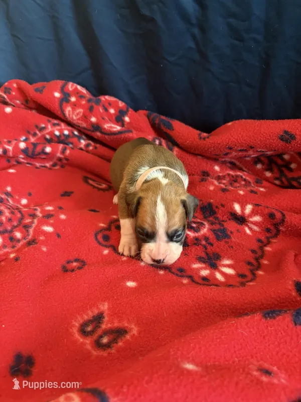 Aurora – Boxer puppy for sale in Clayton, DE