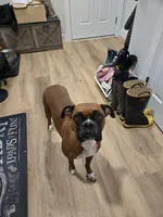 Aurora, a female Boxer for sale in Clayton, DE – 9 of 10