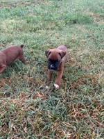 Thor, a male Boxer for sale in Clayton, DE – 2 of 7