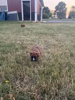 Thor, a male Boxer for sale in Clayton, DE – 3 of 7