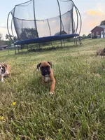 Ellie, a female Boxer for sale in Clayton, DE – 4 of 10