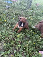 Thor, a male Boxer for sale in Clayton, DE – 4 of 7