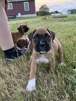 Jasmine, a female Boxer for sale in Clayton, DE – 1 of 10