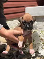 Jasmine, a female Boxer for sale in Clayton, DE – 3 of 10