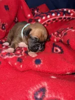 Jasmine, a female Boxer for sale in Clayton, DE – Photo 4 of 5