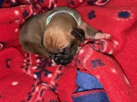 Jasmine, a female Boxer for sale in Clayton, DE – Photo 3 of 5