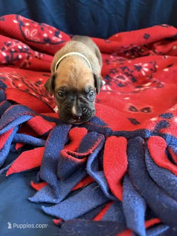 Jasmine – Boxer puppy for sale in Clayton, DE