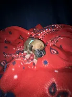 Jasmine, a female Boxer for sale in Clayton, DE – Photo 2 of 5