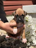 Jasmine, a female Boxer for sale in Clayton, DE – 4 of 10
