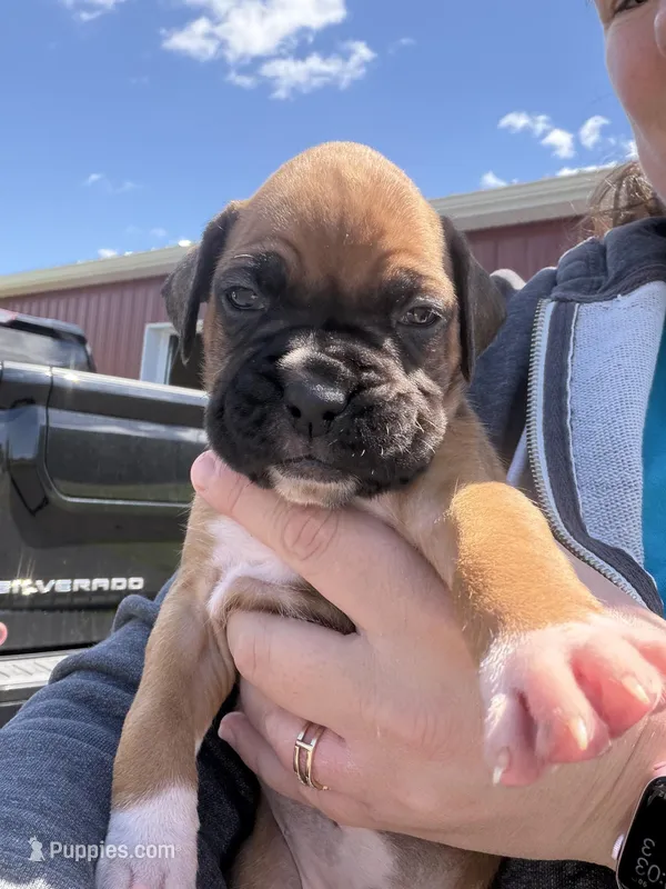 Jasmine – Boxer puppy for sale in Clayton, DE