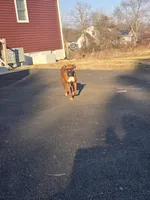 Jasmine, a female Boxer for sale in Clayton, DE – 10 of 10