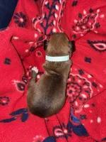 Jasmine, a female Boxer for sale in Clayton, DE – Photo 5 of 5