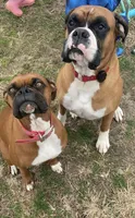 Jasmine, a female Boxer for sale in Clayton, DE – 7 of 10