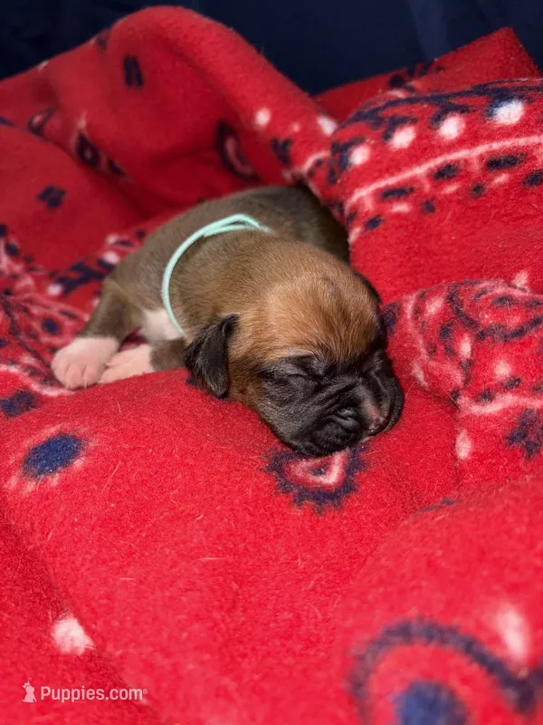 Jasmine – Boxer puppy for sale in Clayton, DE