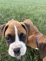 Aurora, a female Boxer for sale in Clayton, DE – 7 of 10