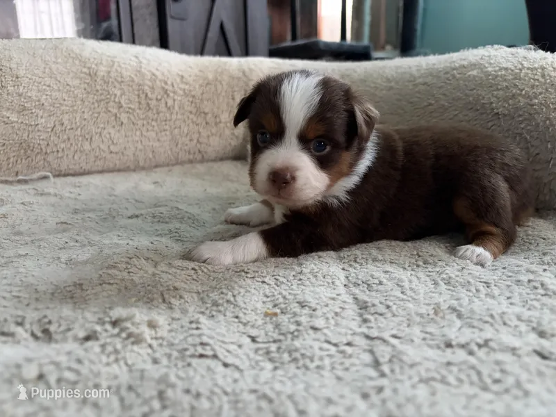 Aileen  – Miniature Australian Shepherd puppy for sale in Terryville, CT