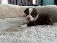 Aileen , a female Miniature Australian Shepherd for sale in Terryville, CT – 1 of 6